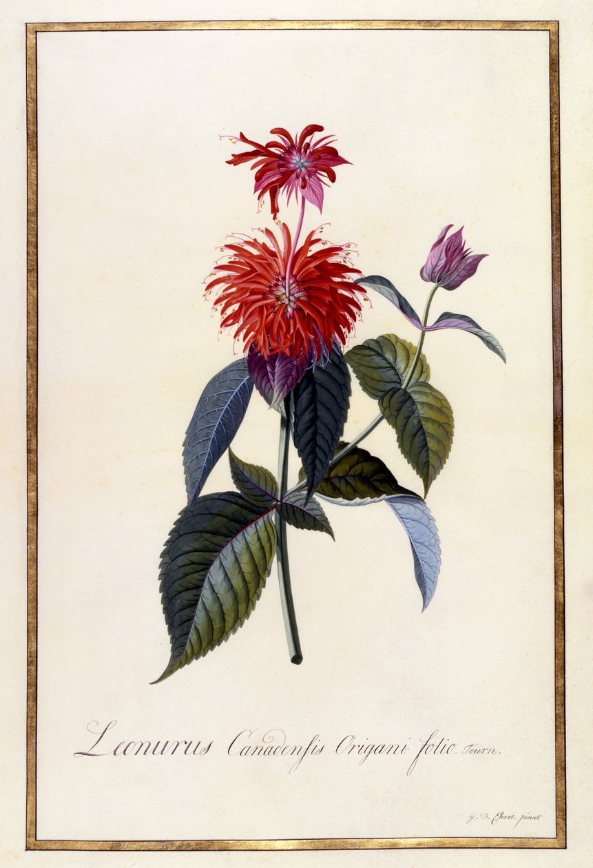 ಓಸ್ವೆಗೋ ಟೀ ಪ್ಲಾಂಟ್, ಸಿ.1740 (ಕೈ-ಬಣ್ಣದ ಕೆತ್ತನೆ) ಟರ್ಕ್ by Georg Dionysius Ehret