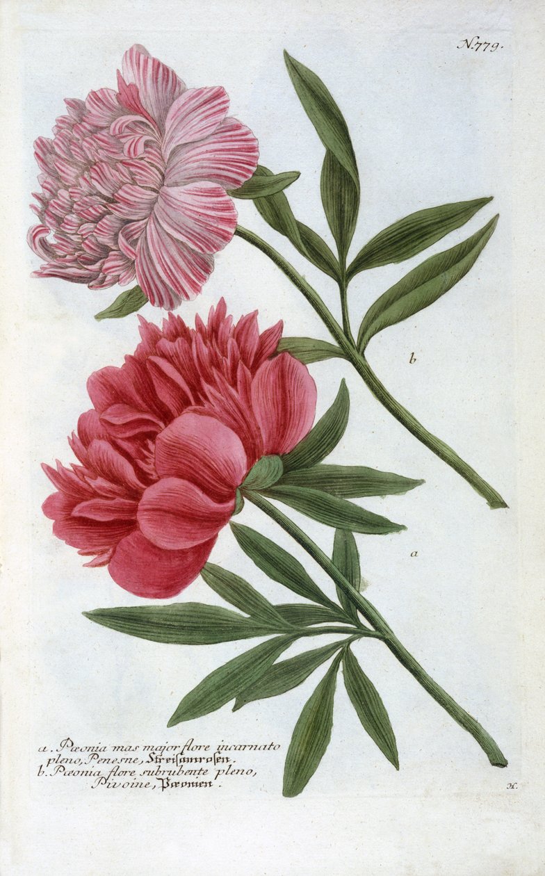 Johann Wilhelm Weinmann