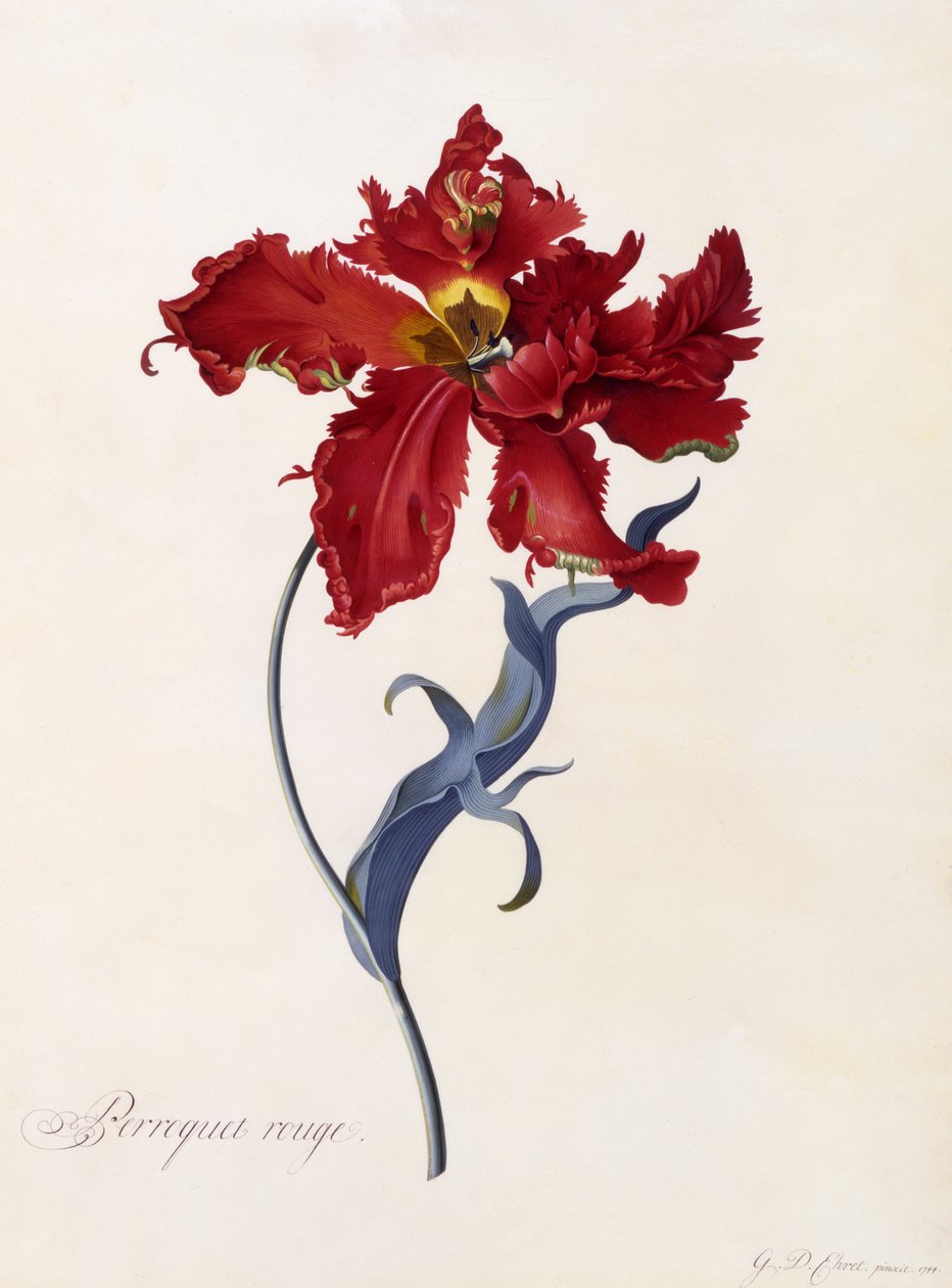 Perroquet Rouge, c.1744 (el boyaması gravür) by Georg Dionysius Ehret