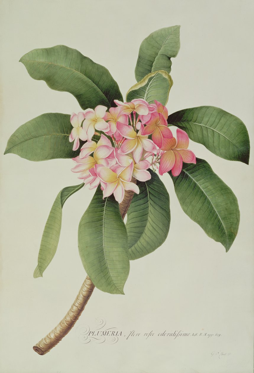 Plumeria by Georg Dionysius Ehret