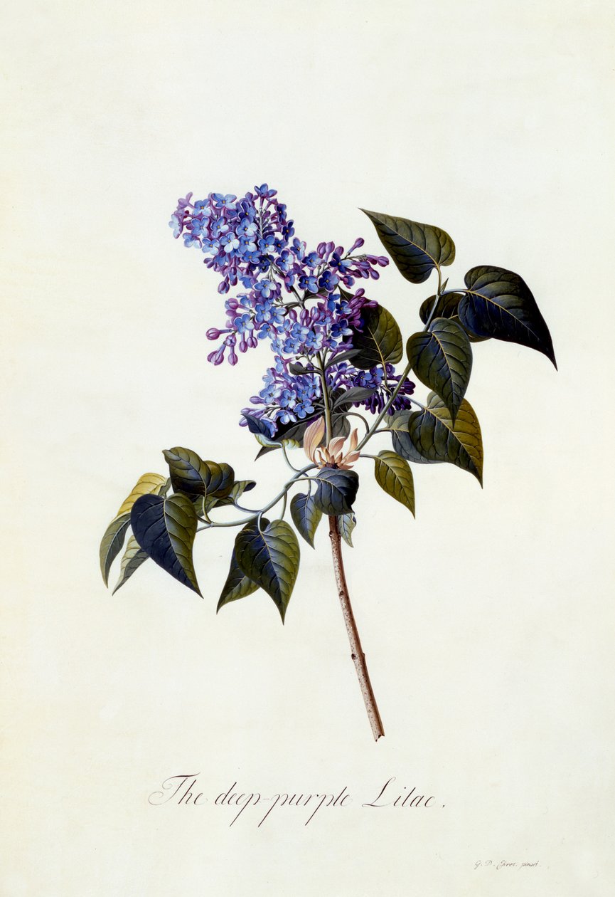 Koyu mor Leylak, c.1743 (el boyaması gravür) by Georg Dionysius Ehret