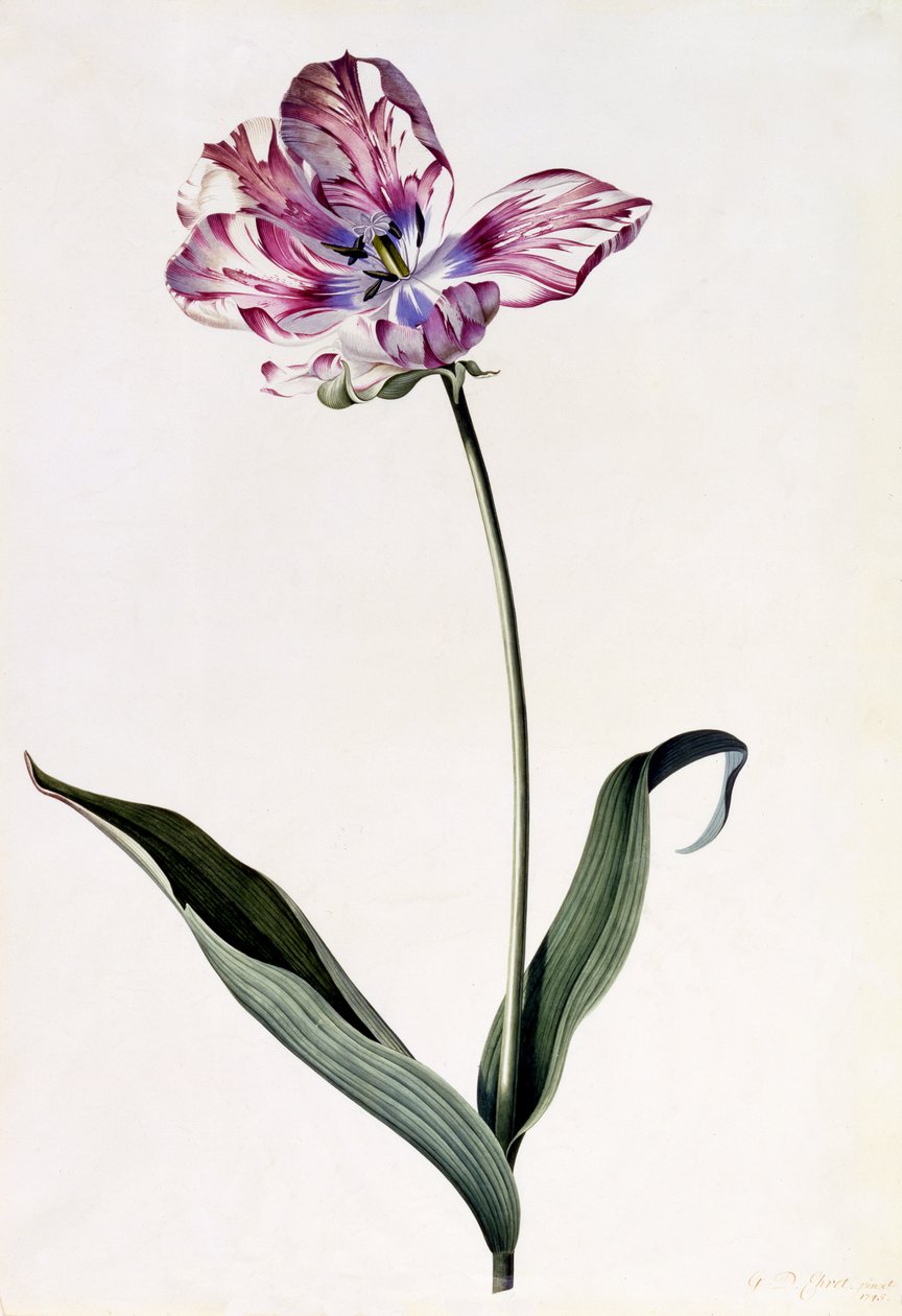 Lale, c.1745 (el boyaması gravür) by Georg Dionysius Ehret