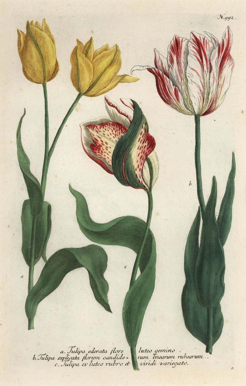 Lale çeşitleri, Tulipa gesneriana by Georg Dionysius (after) Ehret
