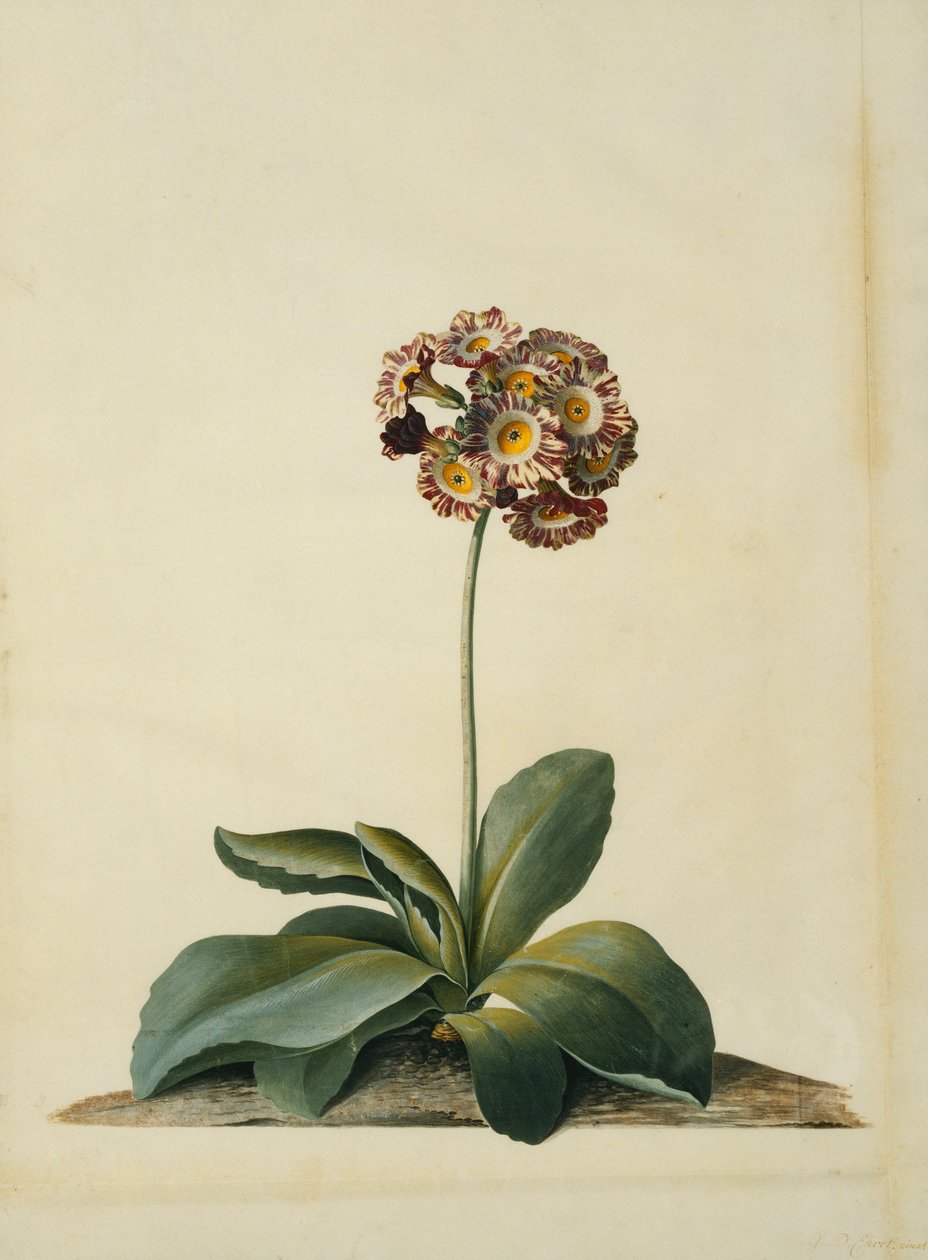 Pembe Alacalı Bir Aurikula, by Georg Dionysius Ehret