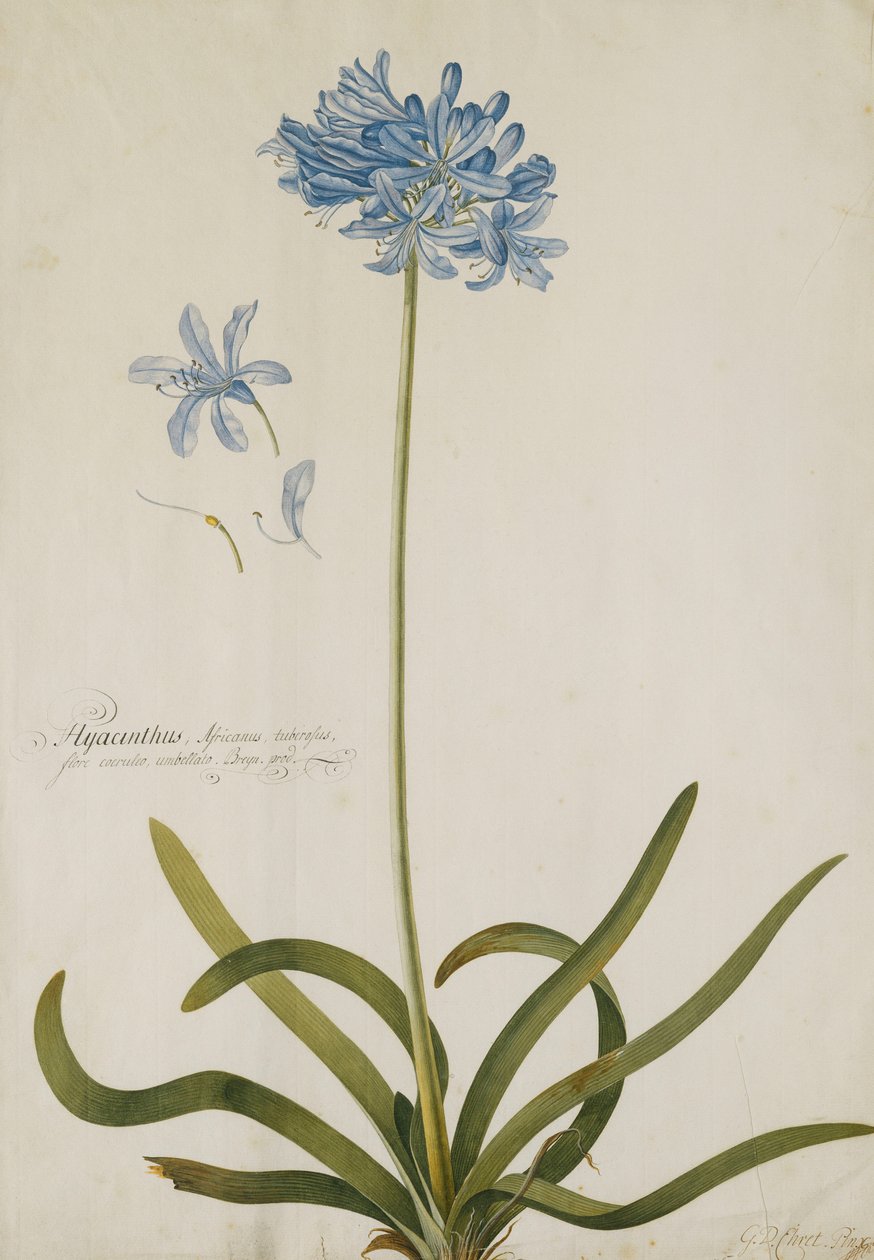 Agapanthus, by Georg Dionysius Ehret