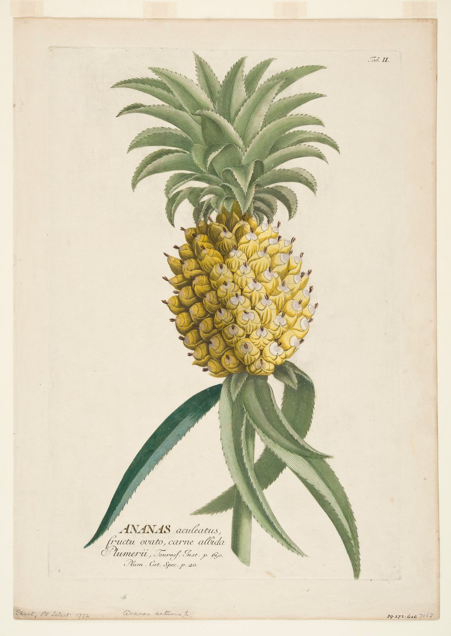 Ananas sativus, Ananas, c1740-1770. by Georg Dionysius Ehret