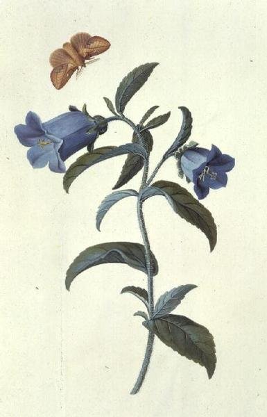 Canterbury Çanı (Kampanula) by Georg Dionysius Ehret