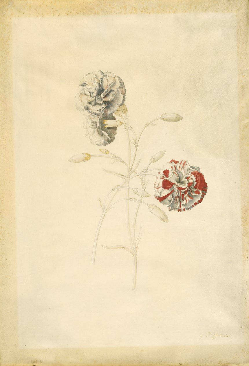  by Georg Dionysius Ehret