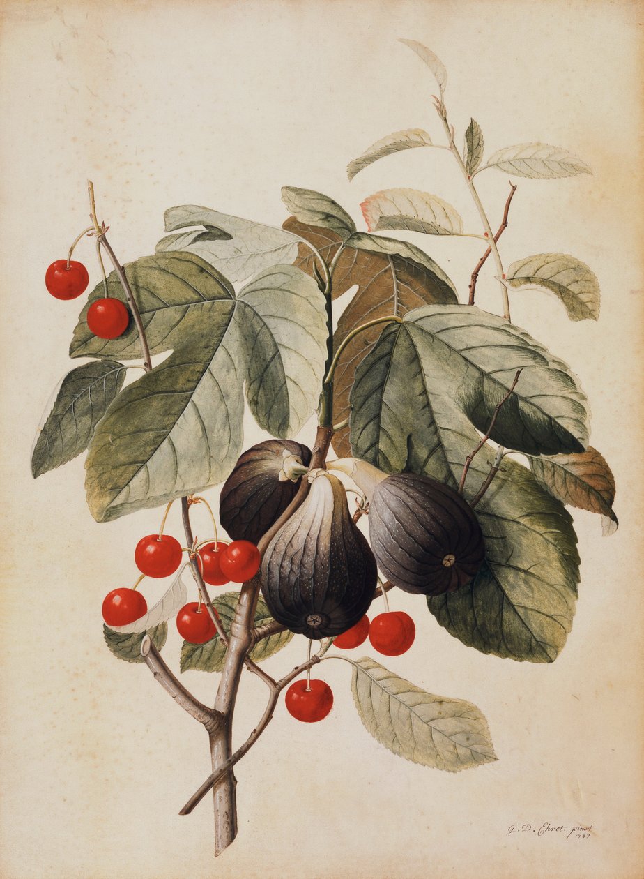 İncir ve Kiraz, 1747 by Georg Dionysius Ehret