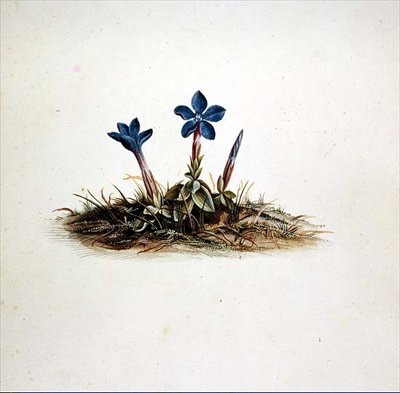 Centiyana by Georg Dionysius Ehret