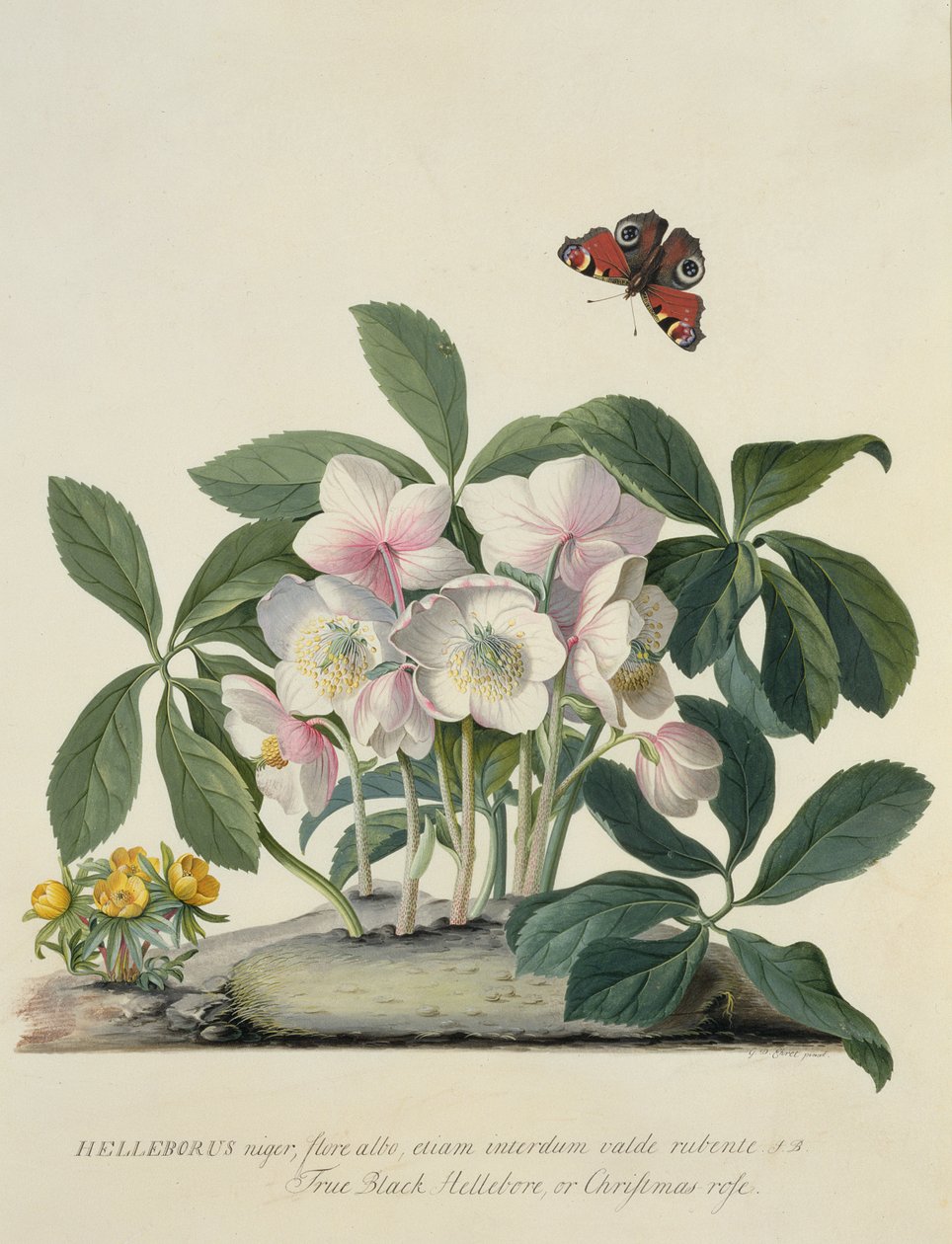Helleborus Nijer by Georg Dionysius Ehret