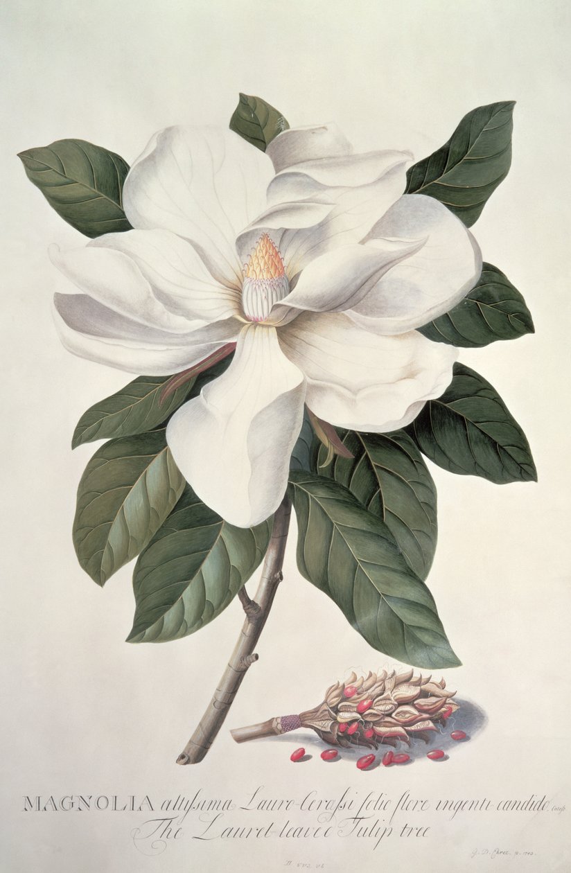 Manolya by Georg Dionysius Ehret