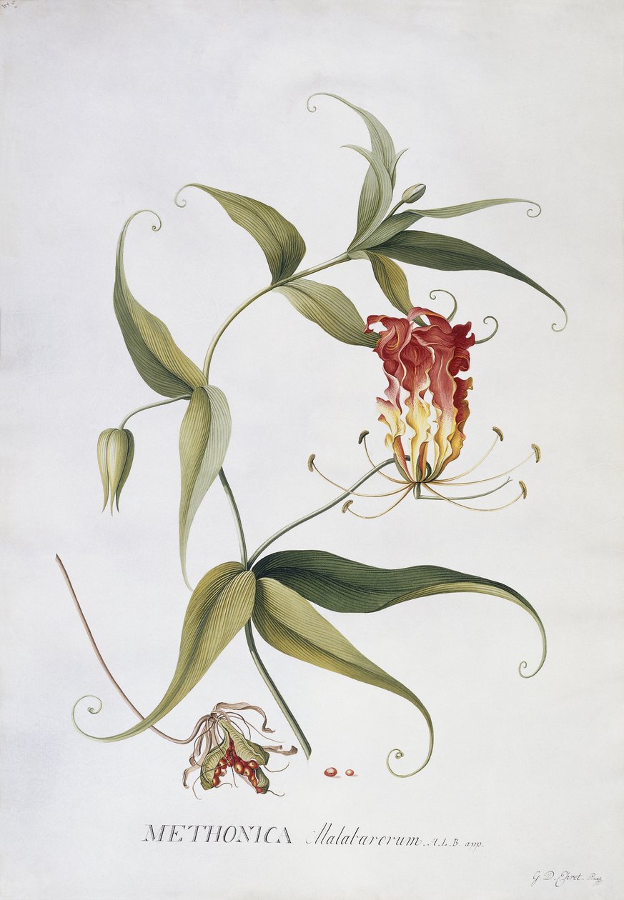 metonika, by Georg Dionysius Ehret