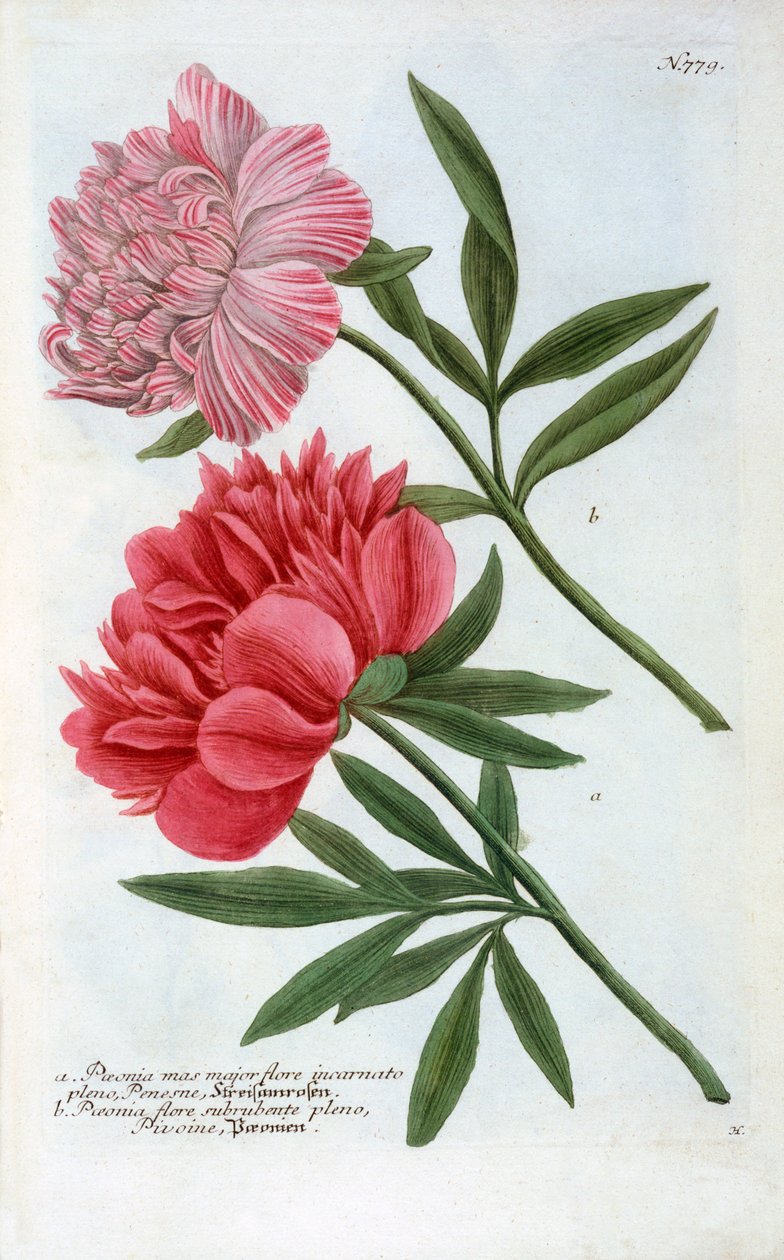 Paeonia, 1737 el renkli gravür. by "Georg Dionysius Ehret