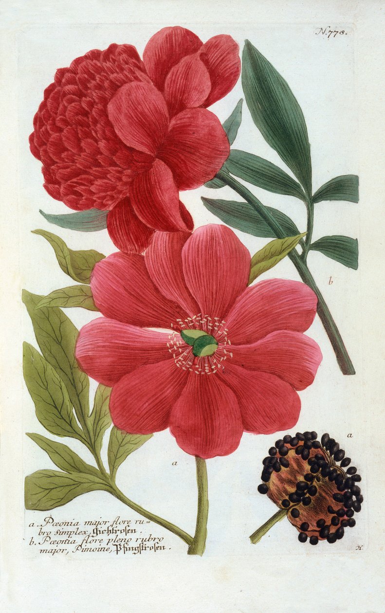 Paeonia, el renkli gravür. by "Georg Dionysius Ehret