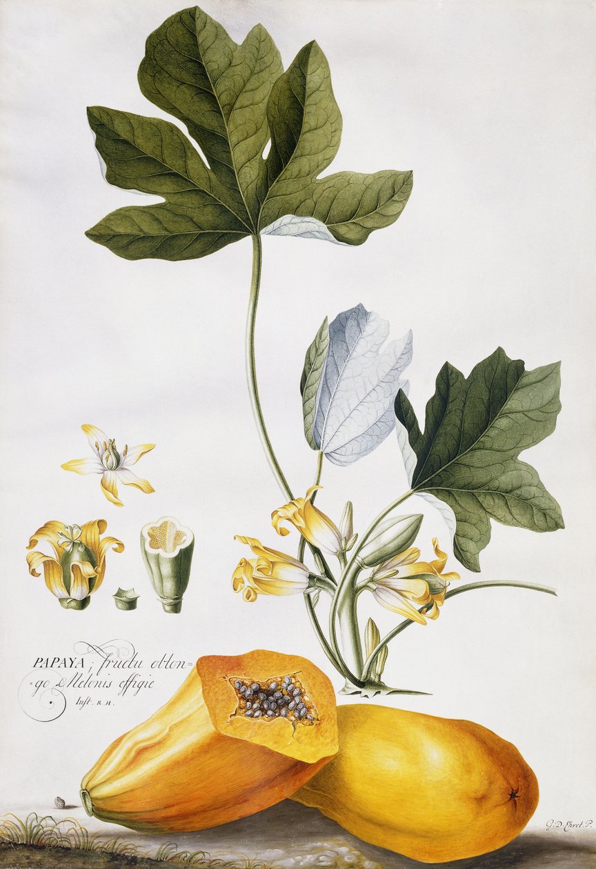Papaya, by Georg Dionysius Ehret