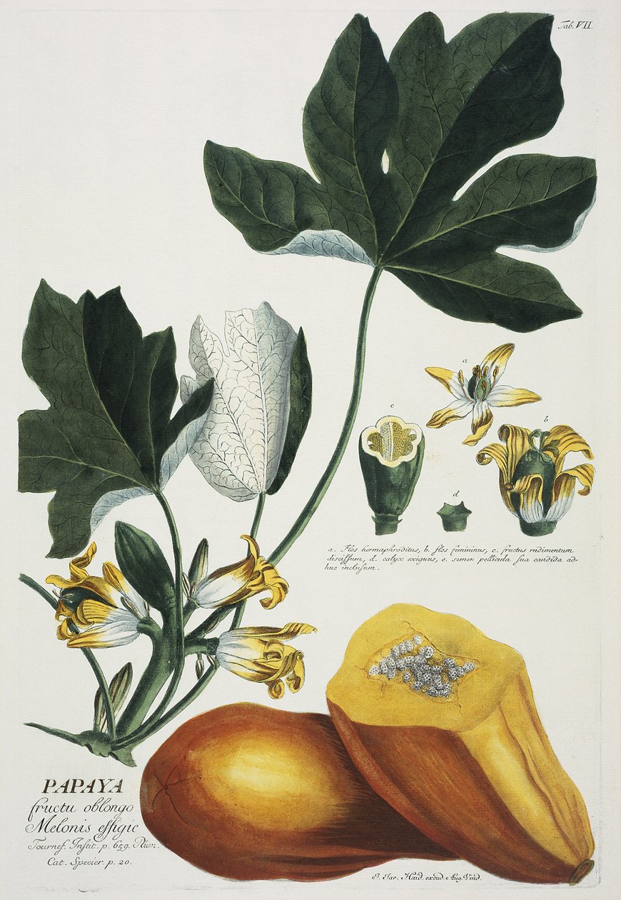 Papaya by Georg Dionysius Ehret