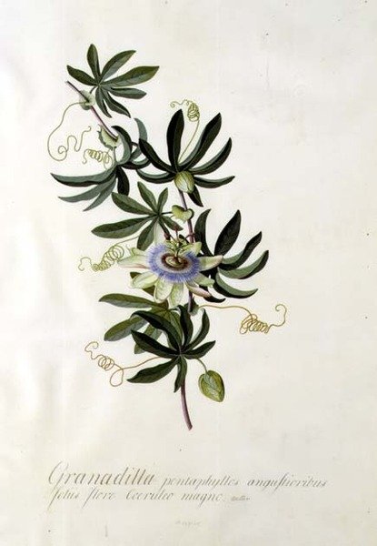 Tutku çiçeği by Georg Dionysius Ehret