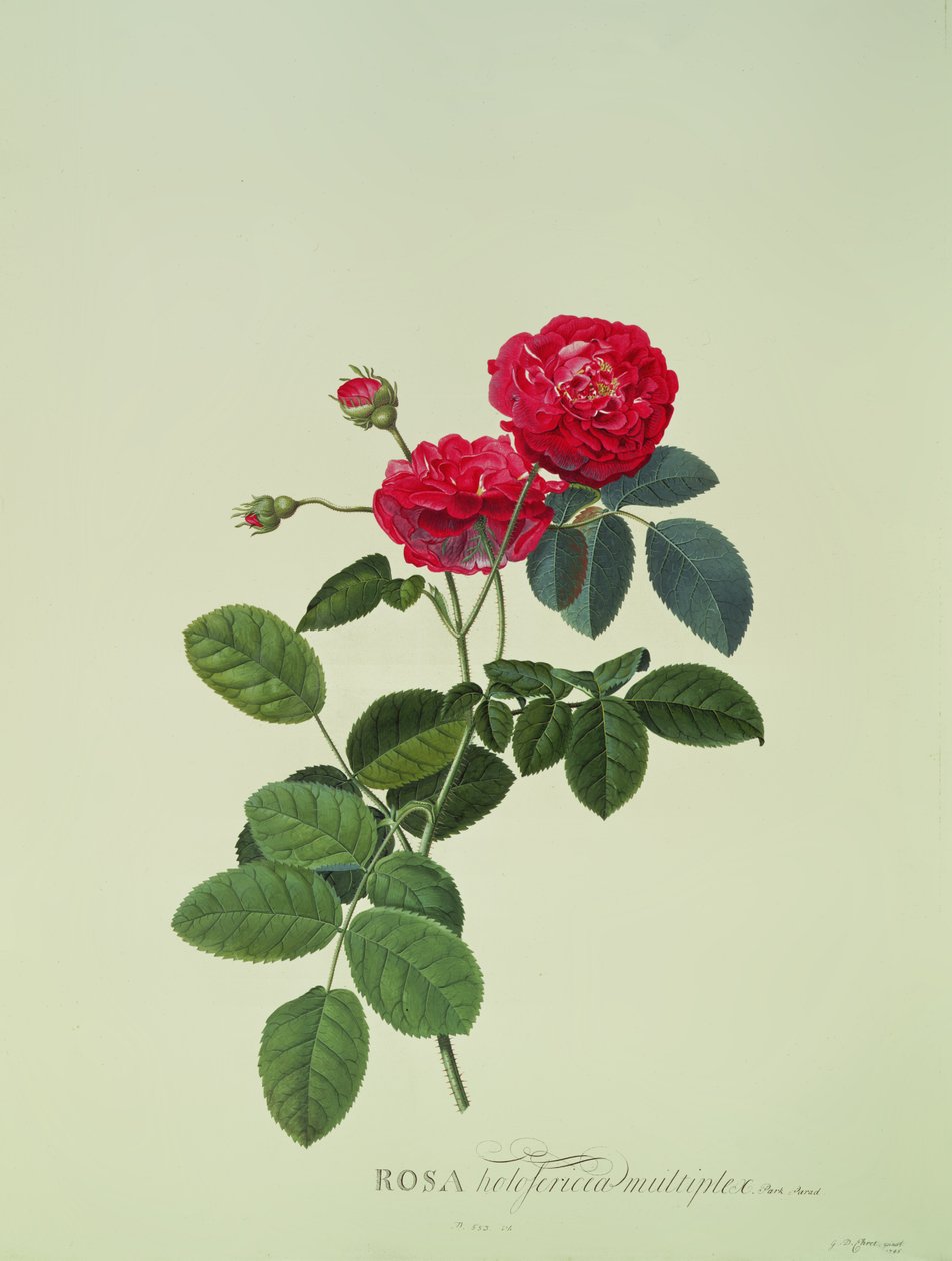 Rosa: Holoferika multipleks (Park Parade) by Georg Dionysius Ehret