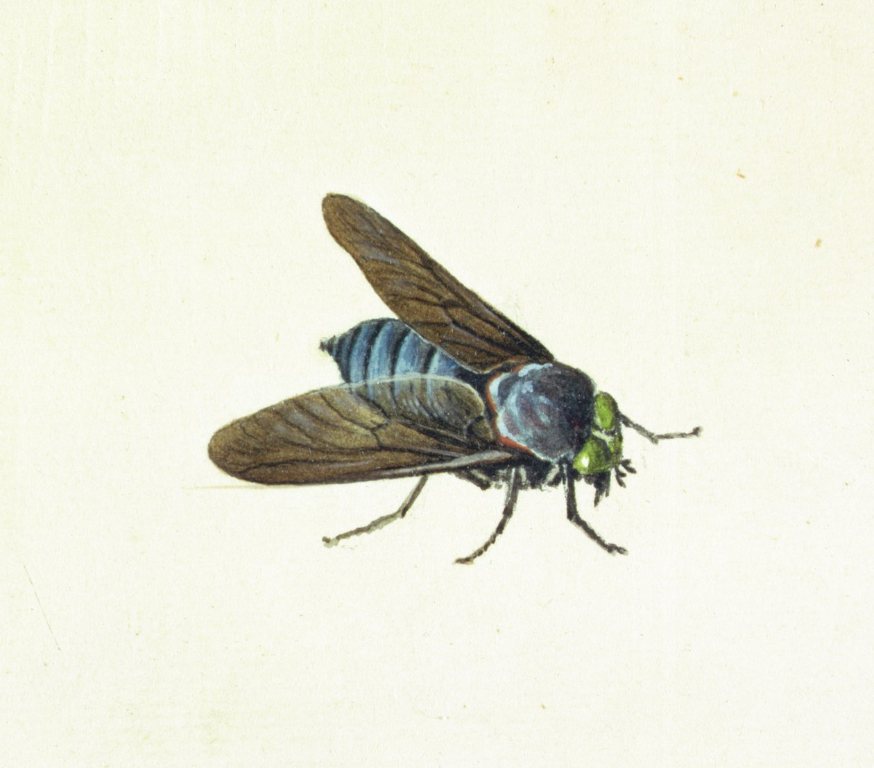 Horsefly, 18. yüzyıl by Georg Dionysius Ehret