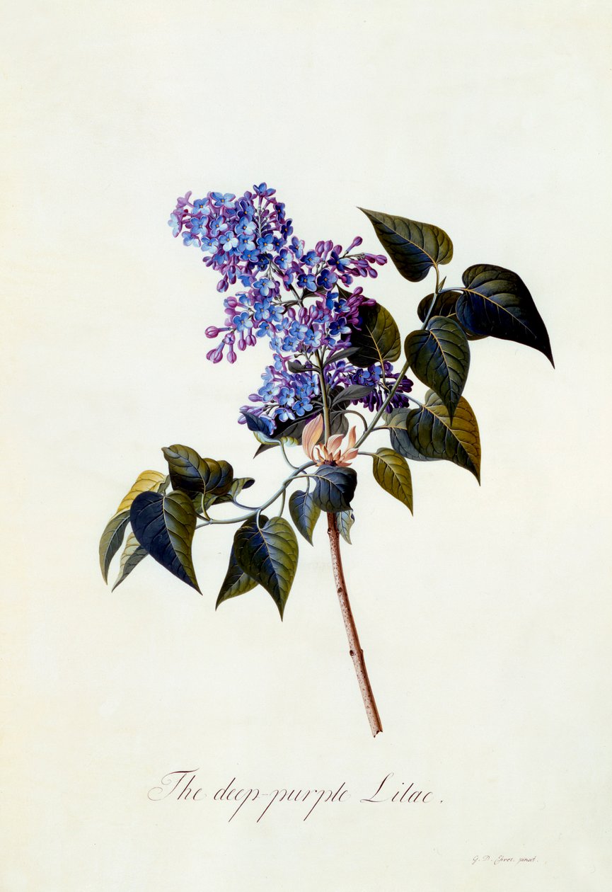 Derin mor Leylak. by "Georg Dionysius Ehret