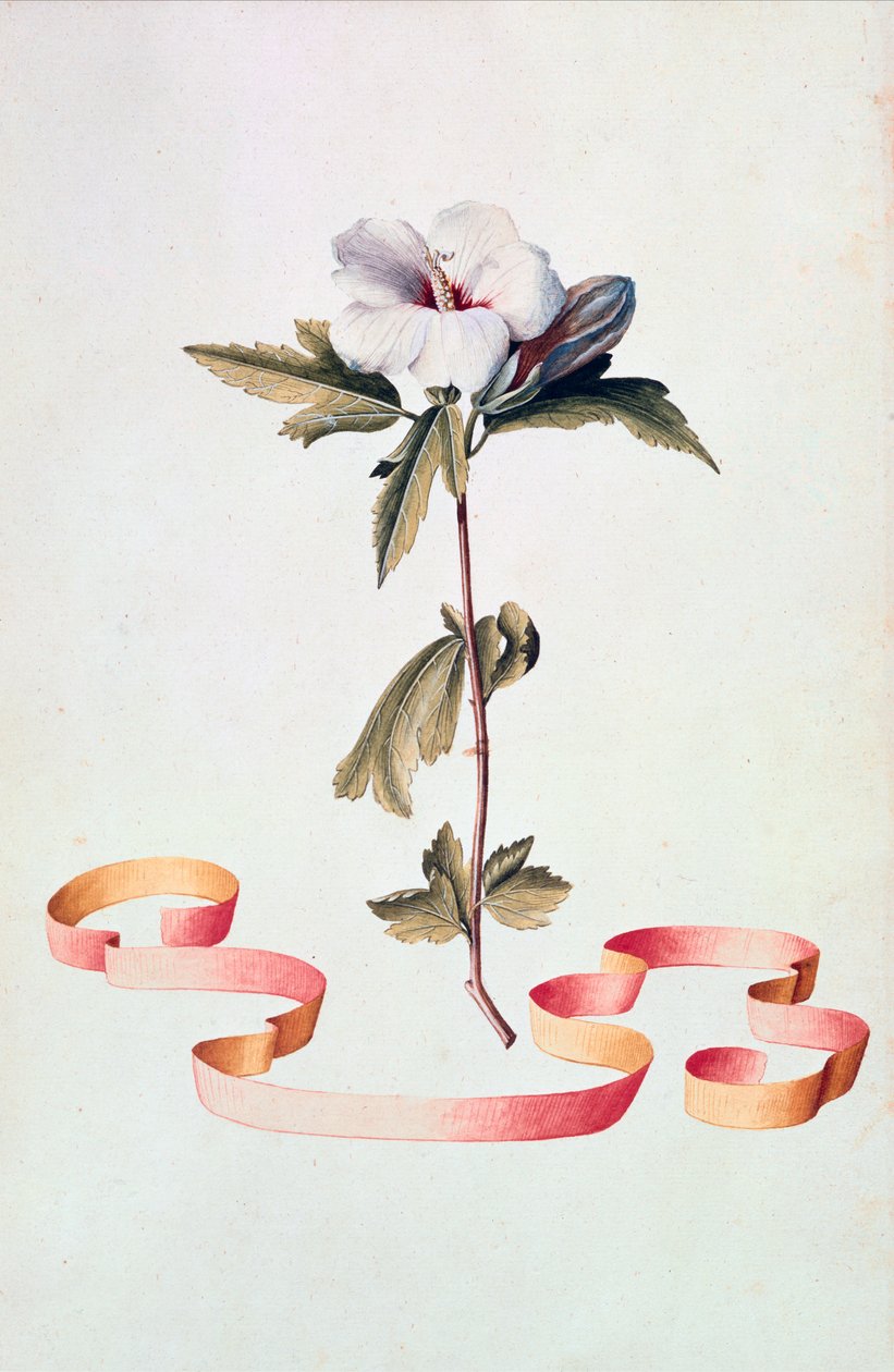 beyaz ebegümeci by Georg Dionysius Ehret