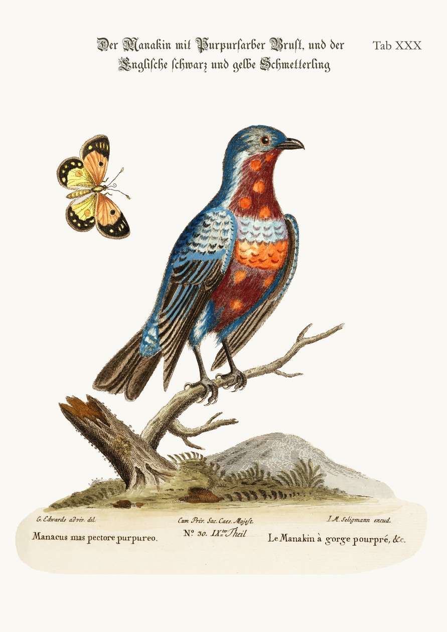 ಕಾಕ್ ಪರ್ಪಲ್-ಬ್ರೆಸ್ಟೆಡ್ ಮನಾಕಿನ್, 1749-73 ಟರ್ಕ್ by George Edwards