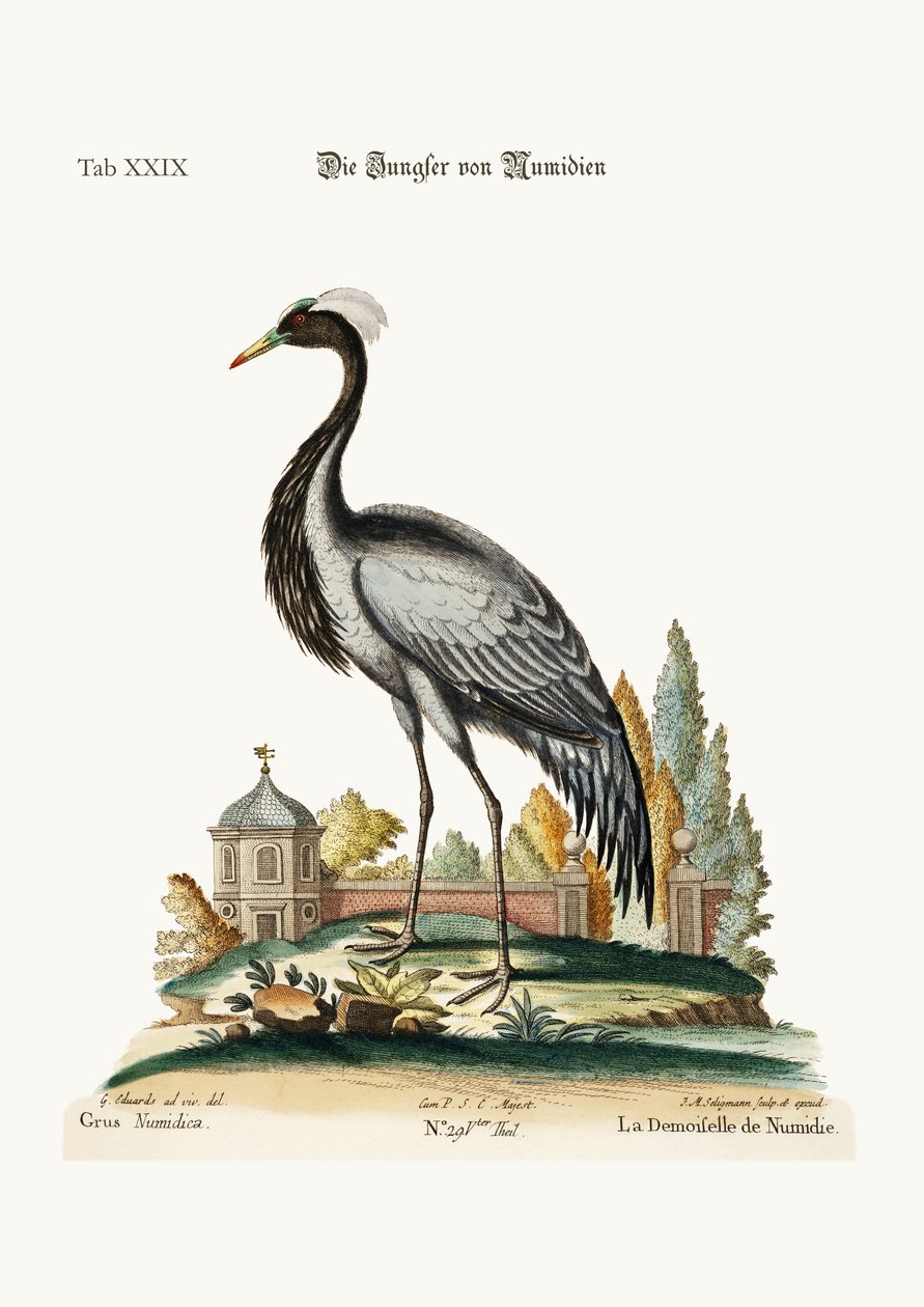 ನ್ಯೂಮಿಡಿಯಾದ ಡೆಮೊಸೆಲ್, 1749-73 ಟರ್ಕ್ by George Edwards