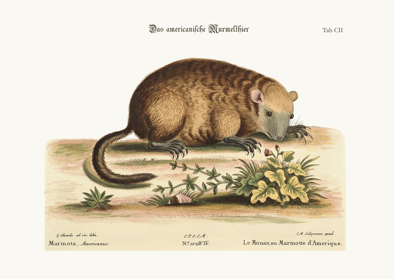 ಅಮೆರಿಕದ ಮೊನಾಕ್ಸ್ ಅಥವಾ ಮಾರ್ಮೊಟ್ಟೆ, 1749-73 ಟರ್ಕ್ by George Edwards