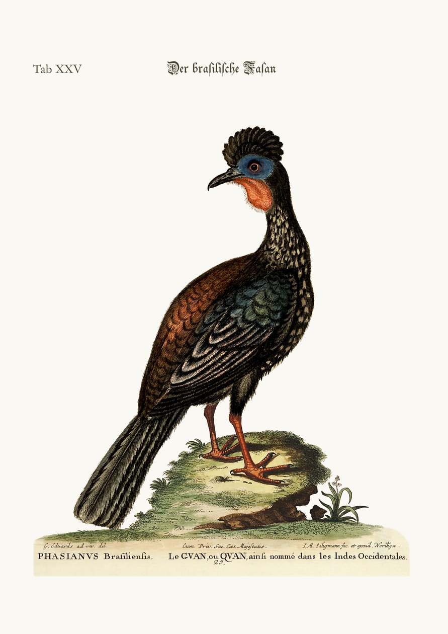 Quan veya Guan, 1749-73 by George Edwards
