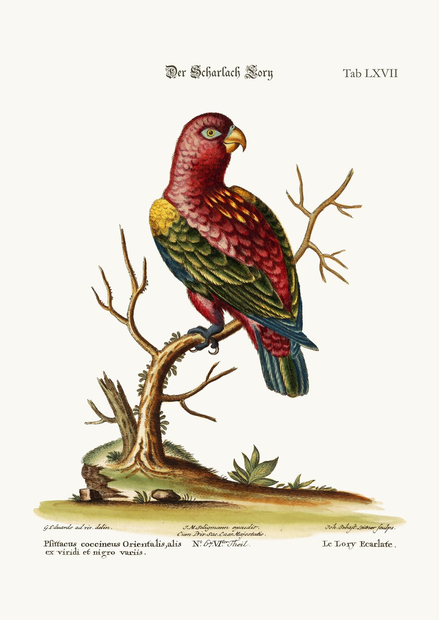 ಸ್ಕಾರ್ಲೆಟ್ ಲೋರಿ, 1749-73 ಟರ್ಕ್ by George Edwards