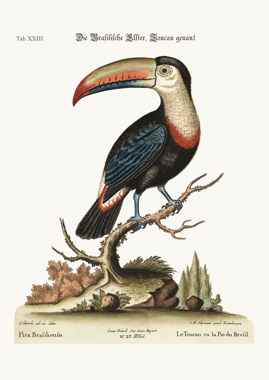 Toucan veya Brezilya Pye, 1749-73 by George Edwards