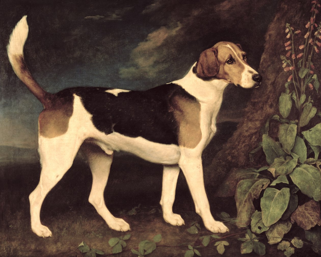 Ringwood, bir Brocklesby Foxhound, 1792 by George Stubbs