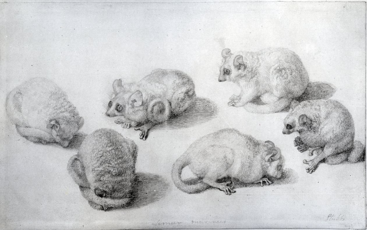 Lemur Çalışmaları, 1773 (kağıt üzerinde grafit) by George Stubbs