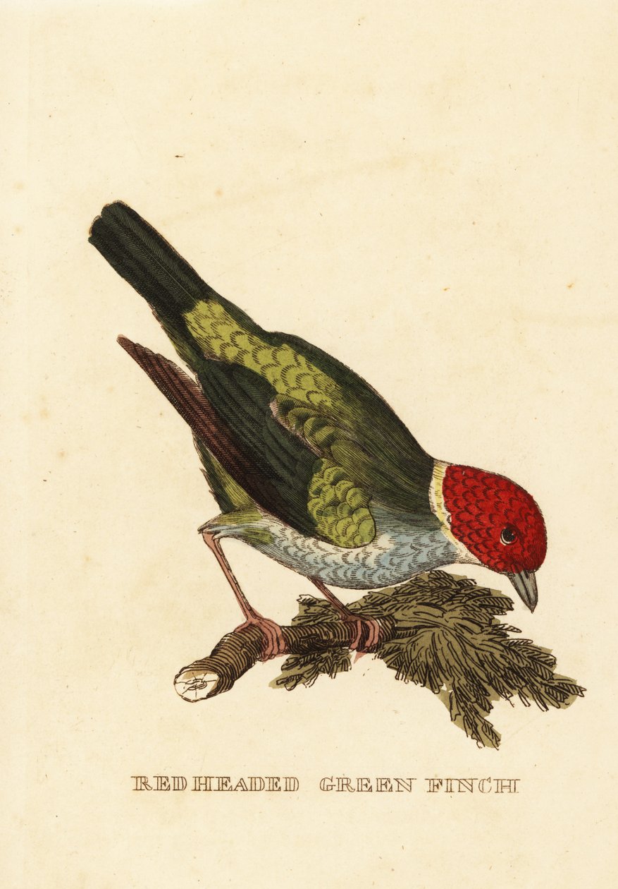 Körfez başlı tanager, Tangara gyrola by George (after) Edwards