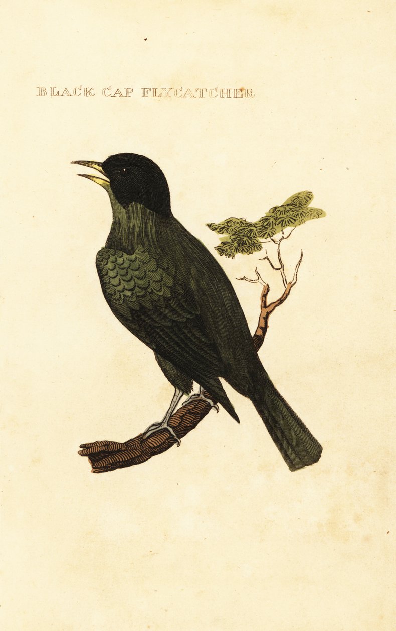 Siyah başlıklı bülbül, Pycnonotus melanicterus by George (after) Edwards