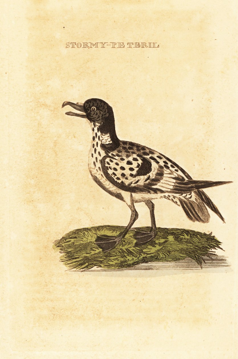 Cape petrel, Daption capense by George (after) Edwards