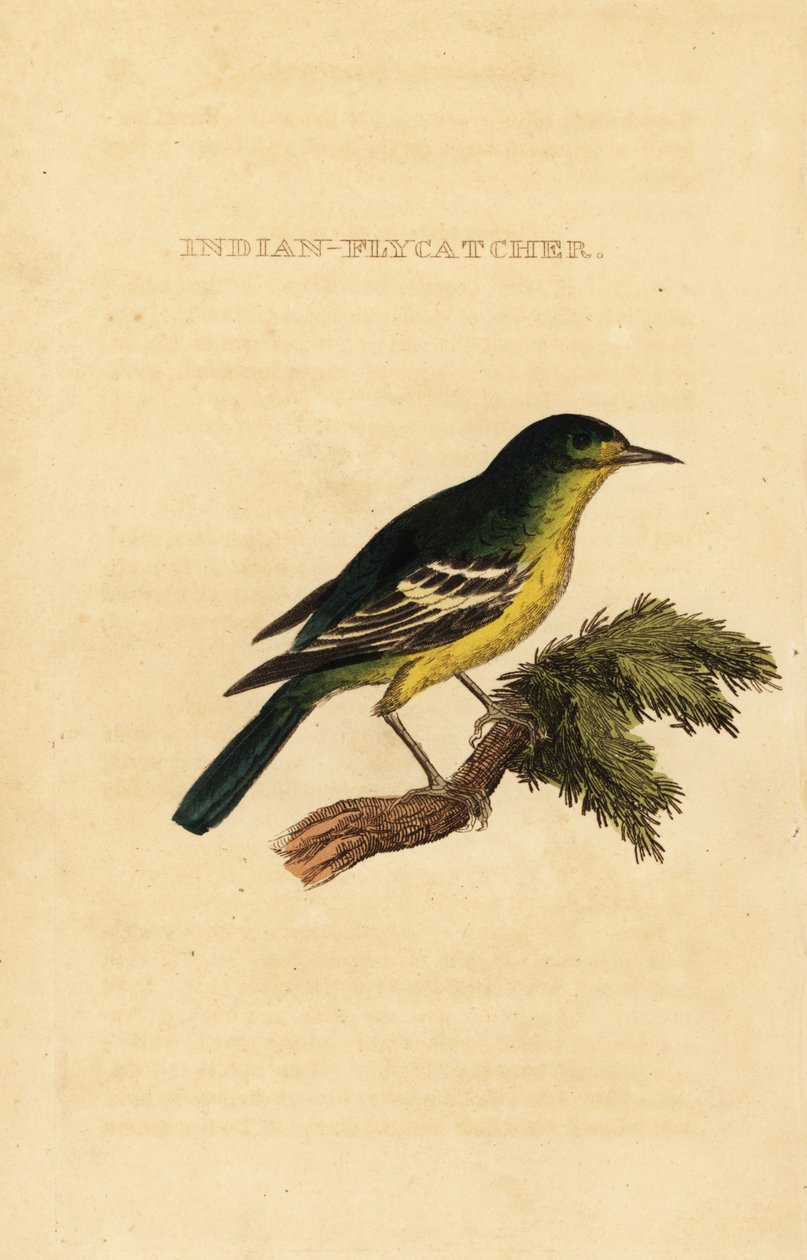 Yeşil sırtlı sinekkapan, Ficedula elisae by George (after) Edwards