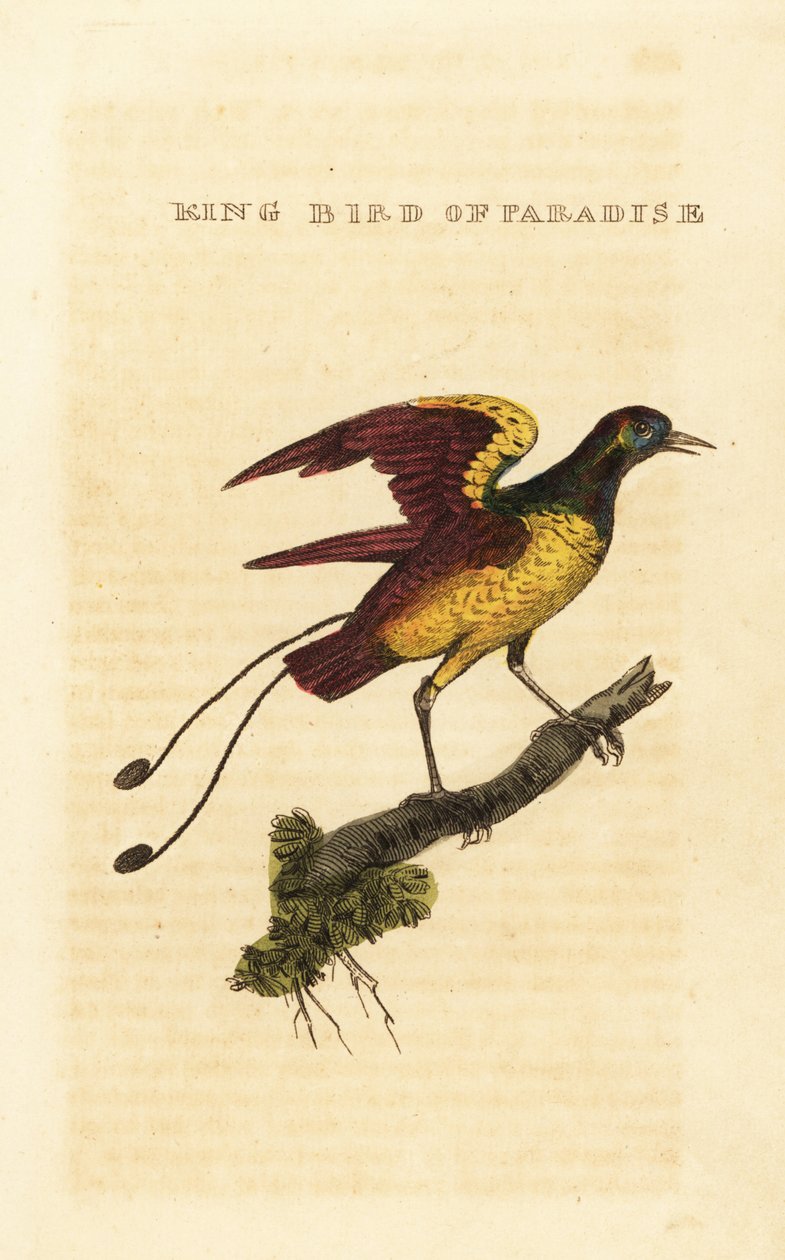 Kral cennet kuşu, Cicinnurus regius by George (after) Edwards