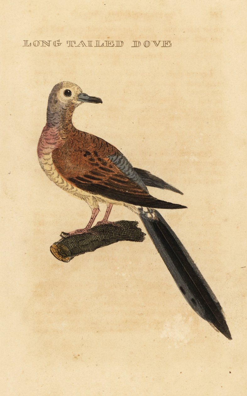 Yas güvercini, Zenaida macroura by George (after) Edwards