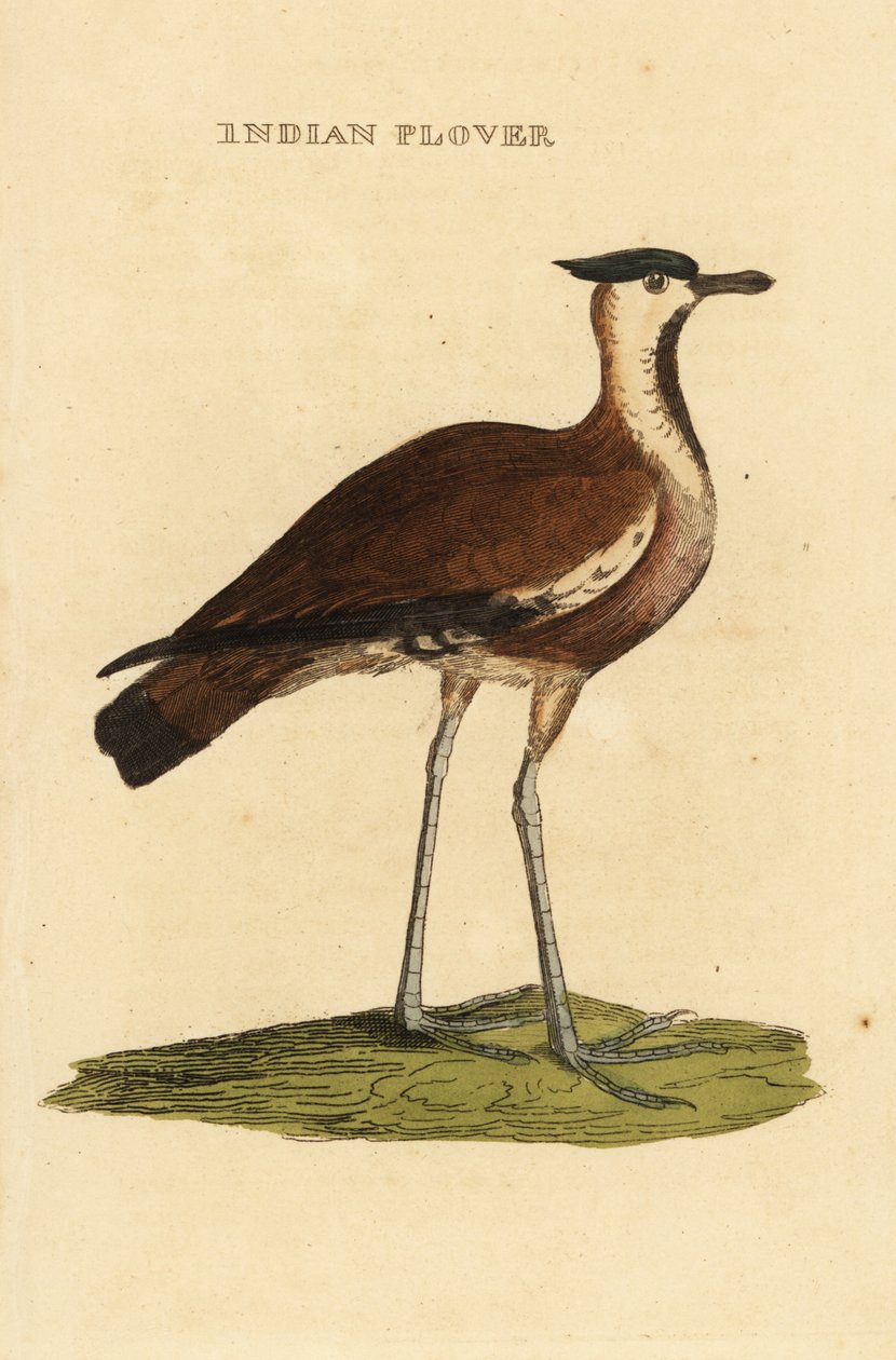 Kuzey kız kuşu, Vanellus vanellus by George (after) Edwards