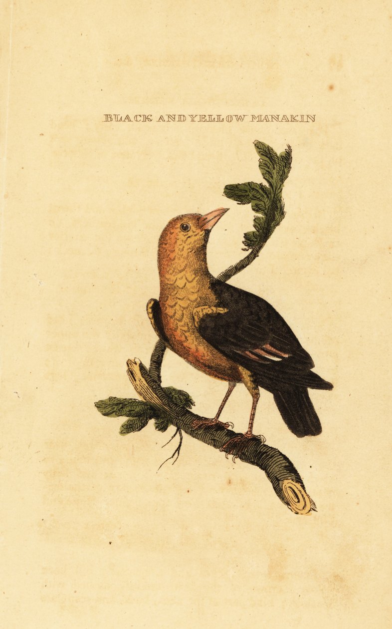 Turuncu başlı manakin, Pipra aureola by George (after) Edwards