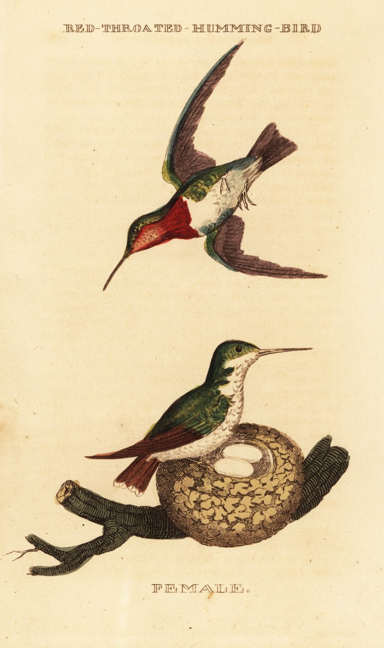 Yakut boğazlı sinek kuşu, Archilochus colubris by George (after) Edwards