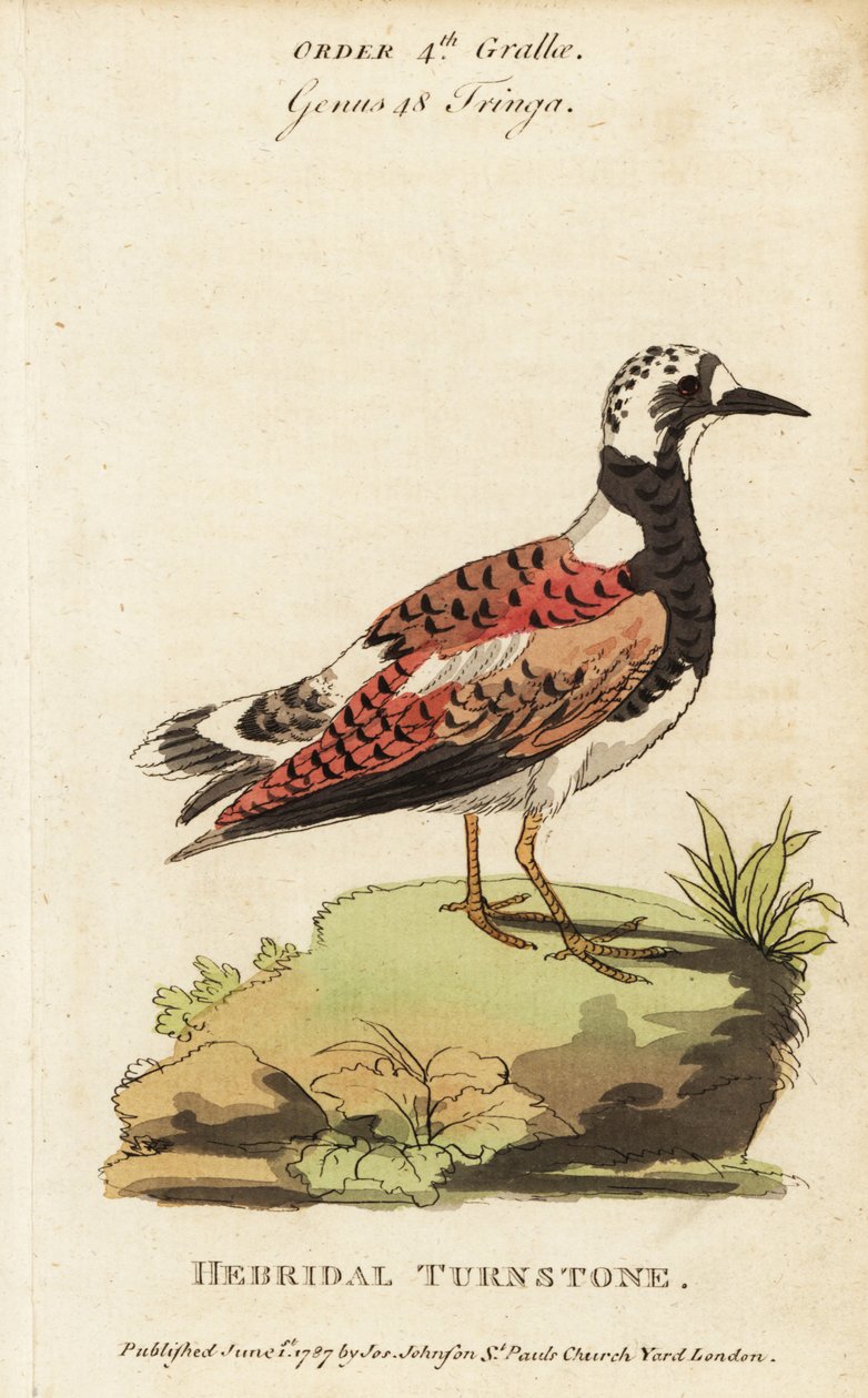 Ruddy dönüm taşı, Arenaria tercümanı by George (after) Edwards