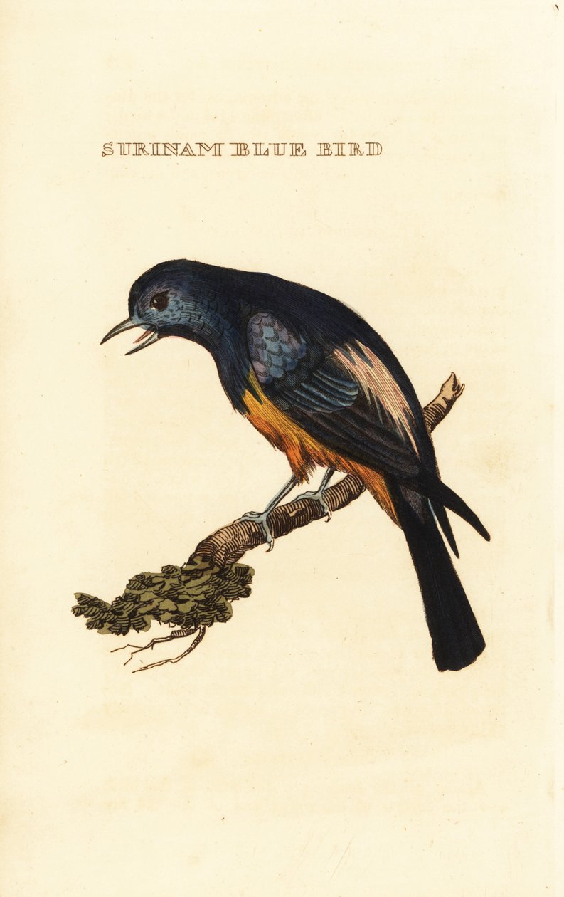 Simli göğüslü tanager, Tangara velia by George (after) Edwards