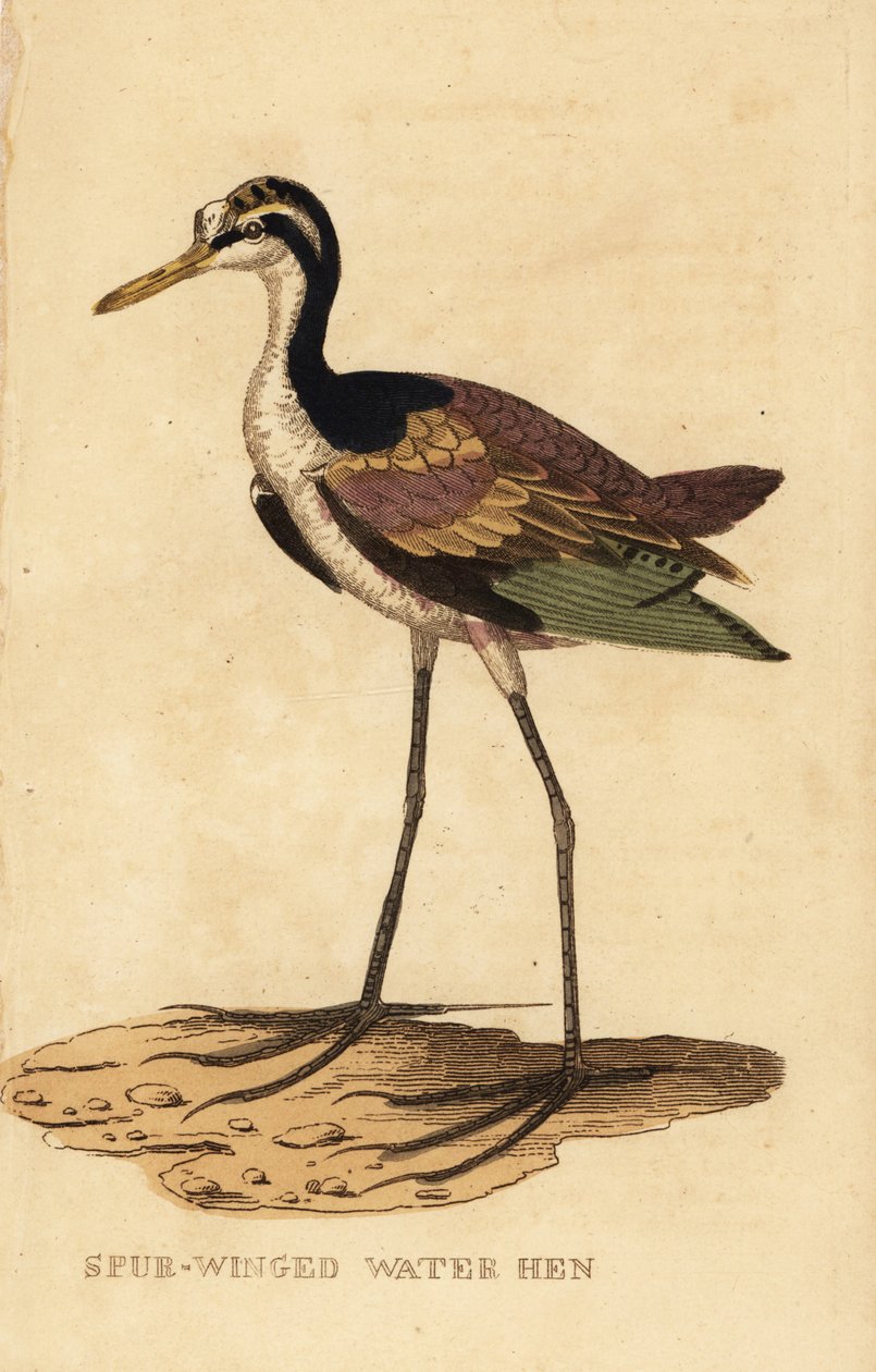 Wattled jacana, Jacana jacana by George (after) Edwards