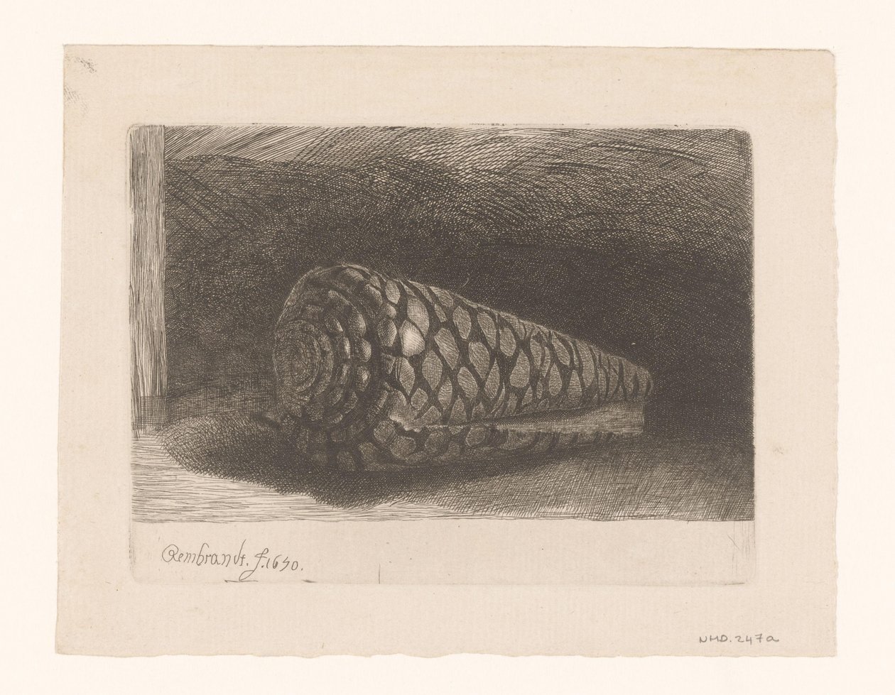 Deniz kabuğu by George Bickham (II)