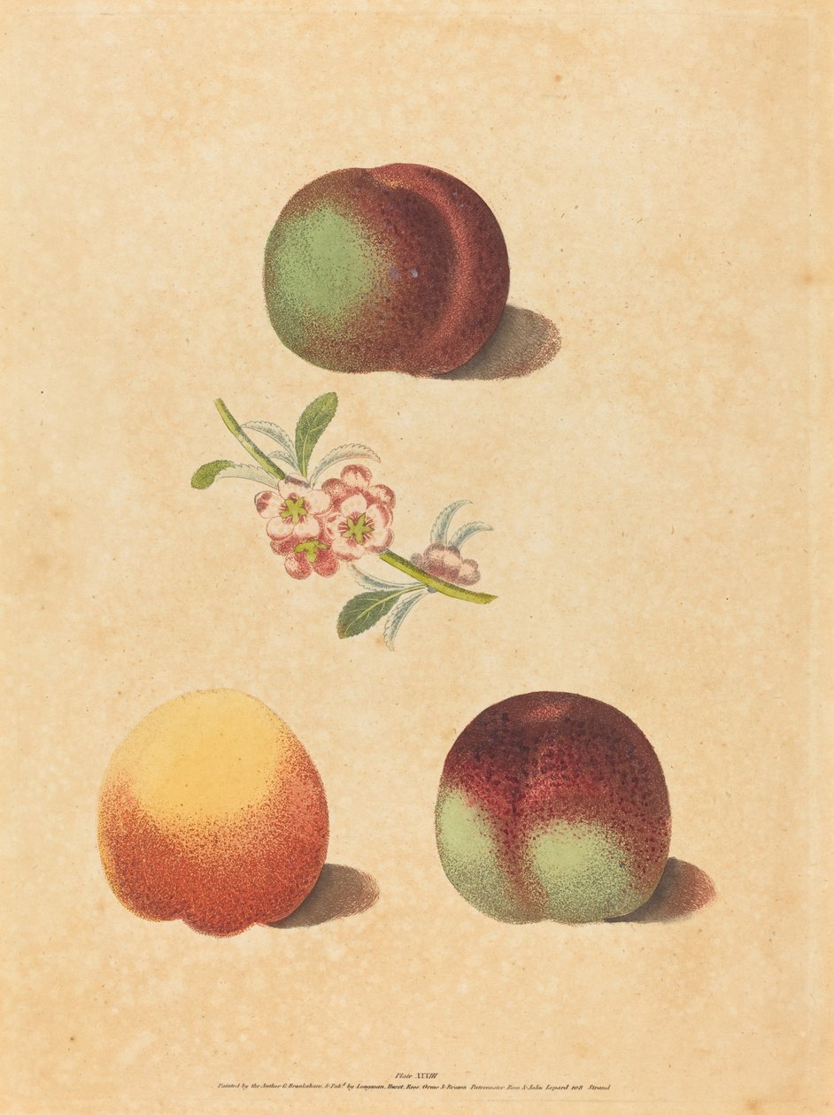 üç şeftali by George Brookshaw