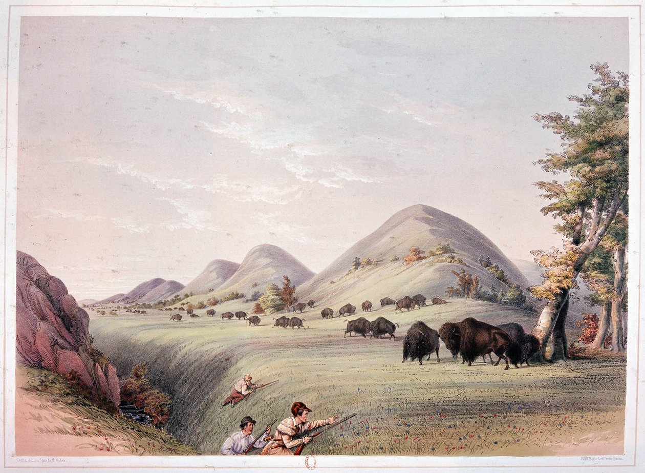 bizon avı by George Catlin