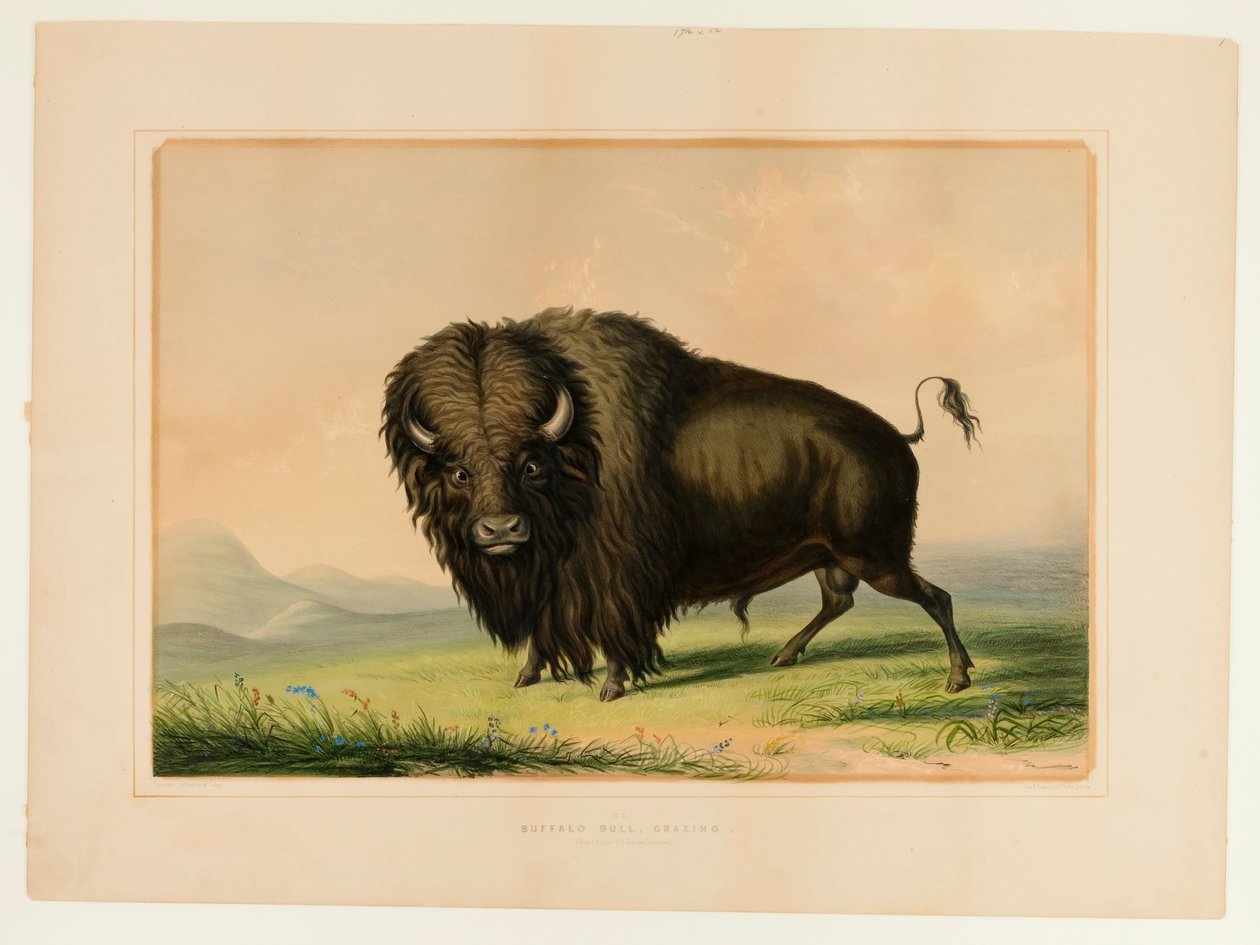 by George Catlin